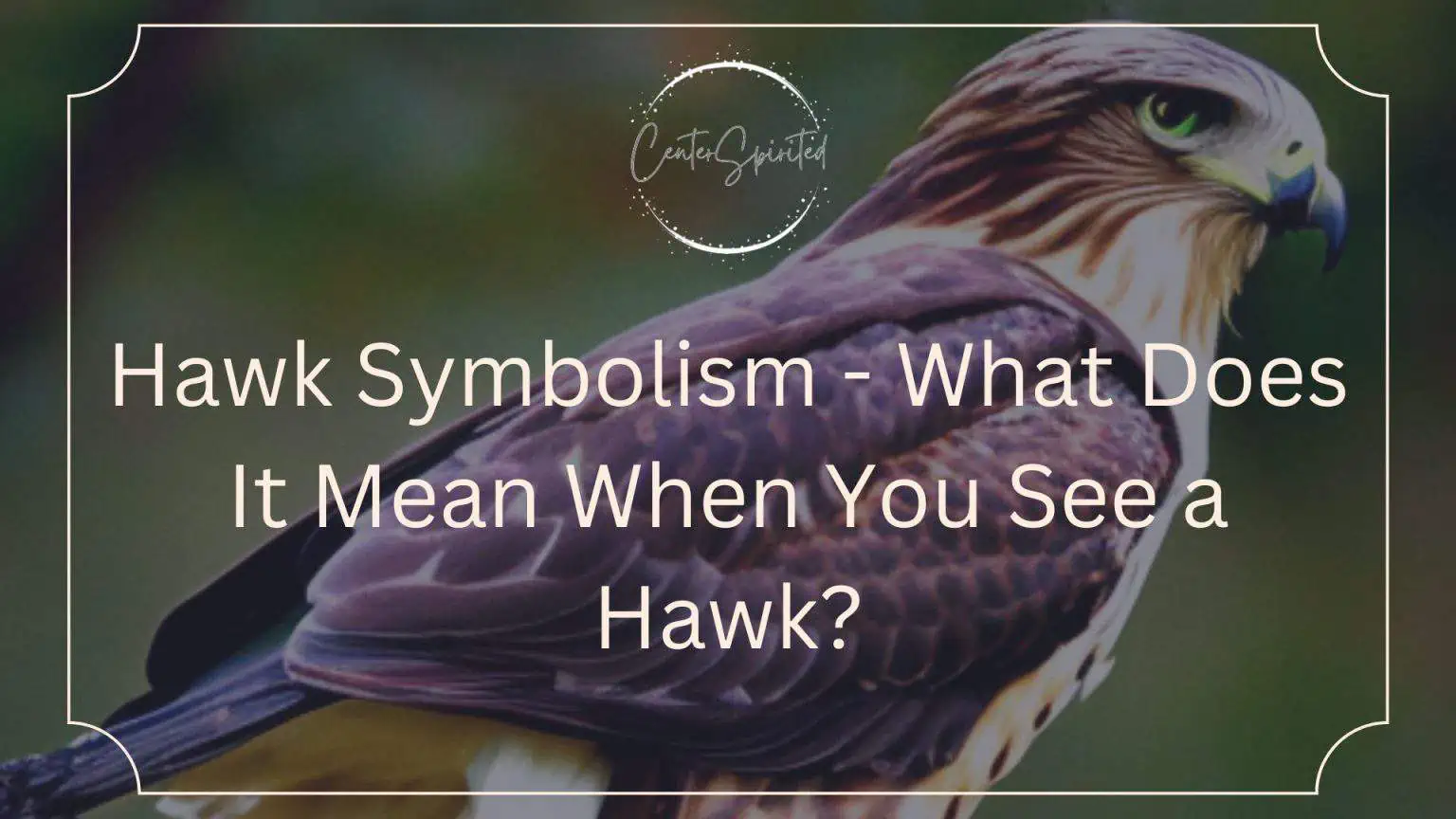 Hawk Symbolism What Does It Mean When You See a Hawk?