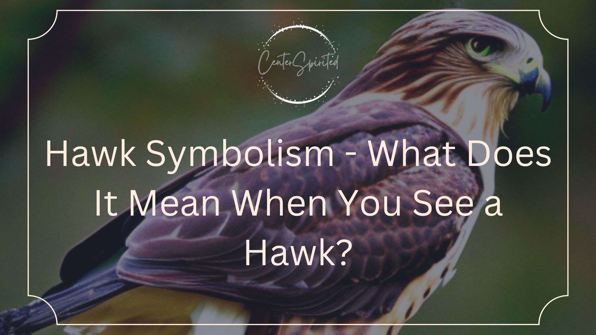 Hawk Symbolism & Spiritual Meanings Of Hawk Spirit Animal