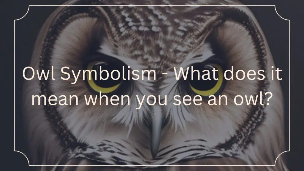 Owl Symbolism What does it mean when you see an owl?