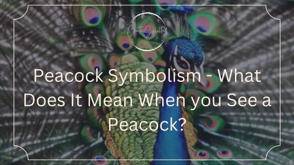Peacock Symbolism What Does It Mean When you See a Peacock?