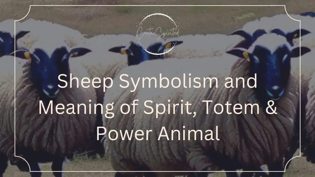 sheep-symbolism-and-meaning-of-spirit-totem-power-animal