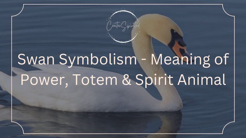 Swan Symbolism - Meaning of Power, Totem & Spirit Animal