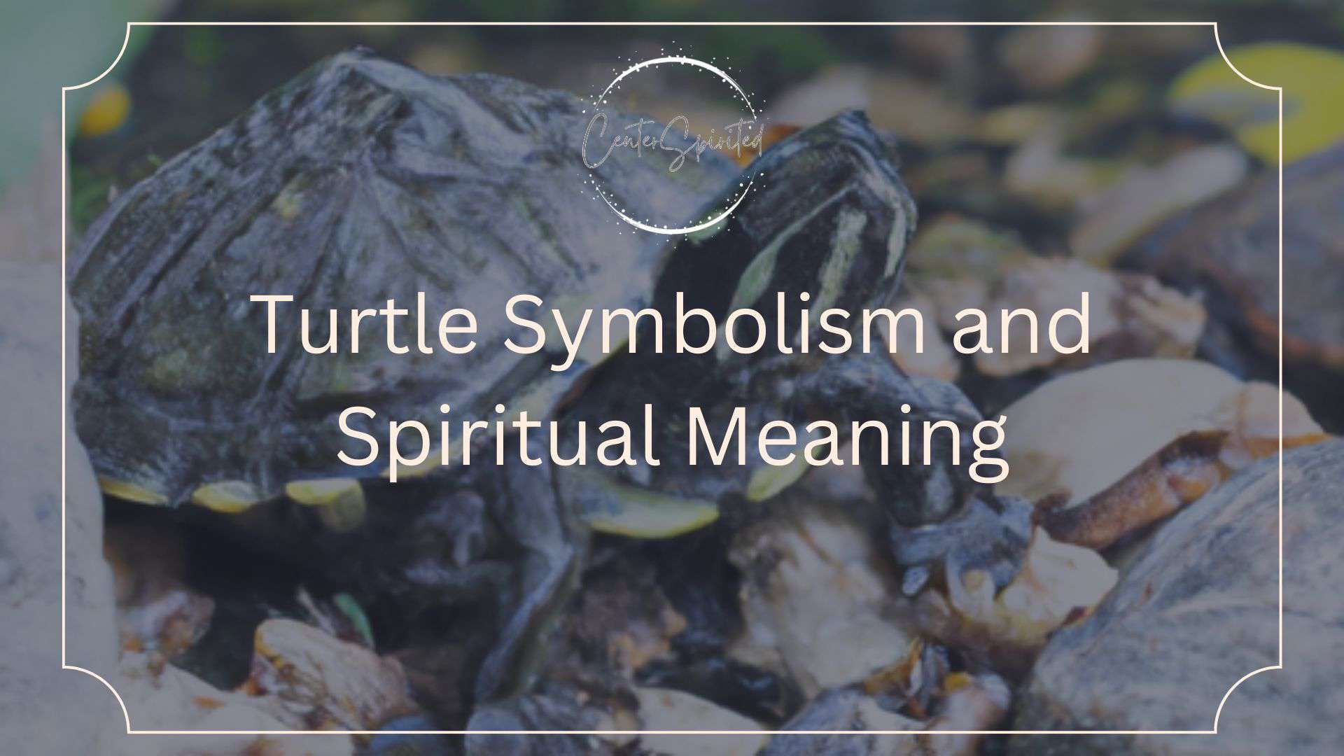 turtle symbolism featured