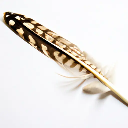 woodpecker feather