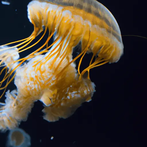 jellyfish