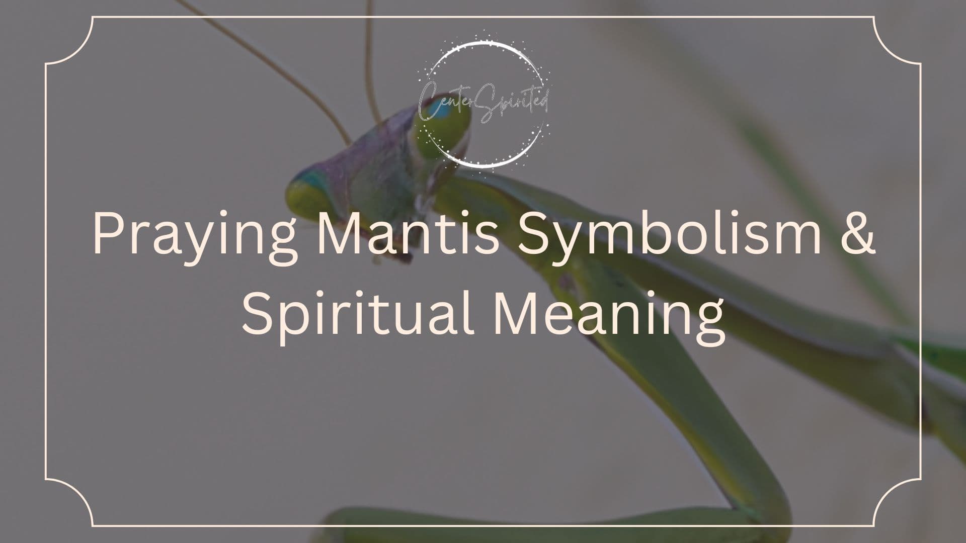 Praying Mantis Symbolism And Spiritual Meaning