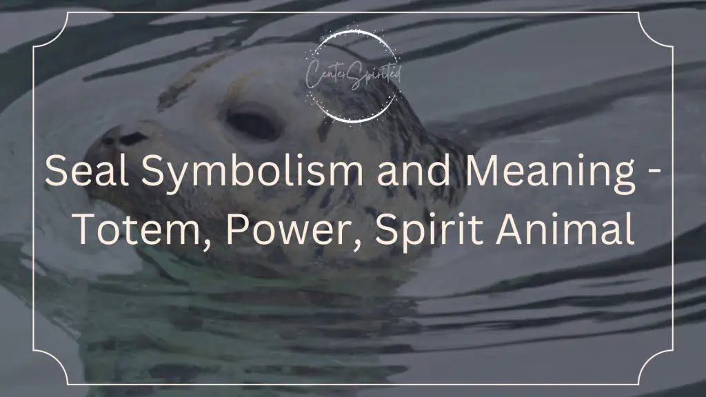 seal-symbolism-and-meaning-totem-power-spirit-animal