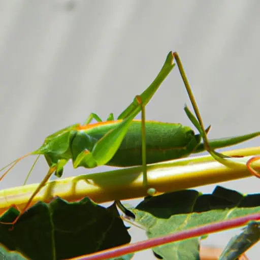 Symbolism & Spiritual Meanings Of Seeing One