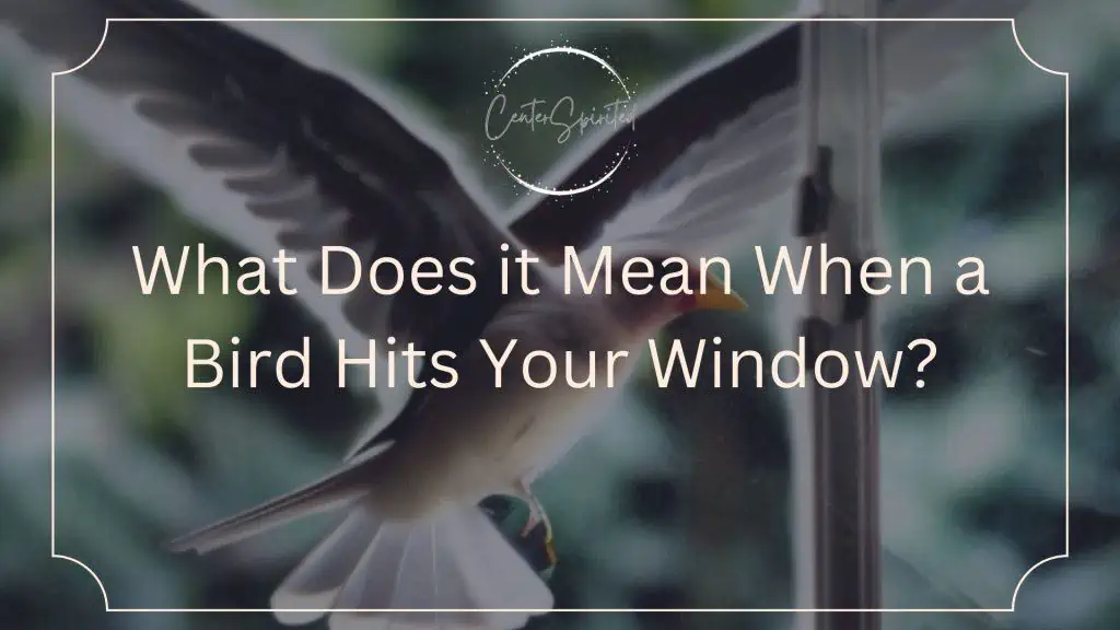 What Does it Mean When a Bird Hits Your Window? sitenWhat Does It Mean When A Bird Hits Your