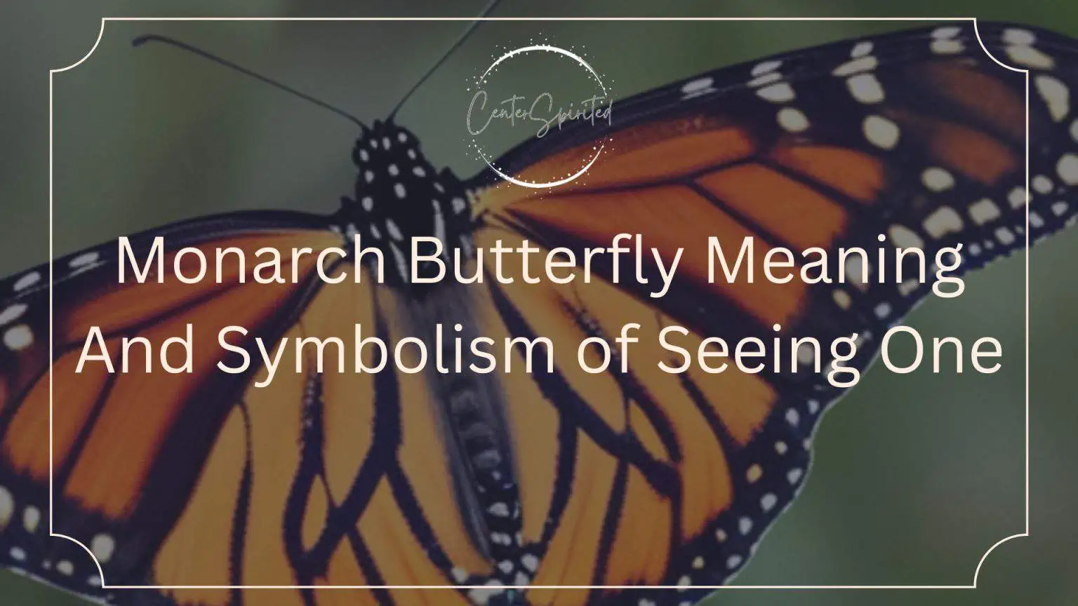 Monarch Butterfly Meaning And Symbolism of Seeing One