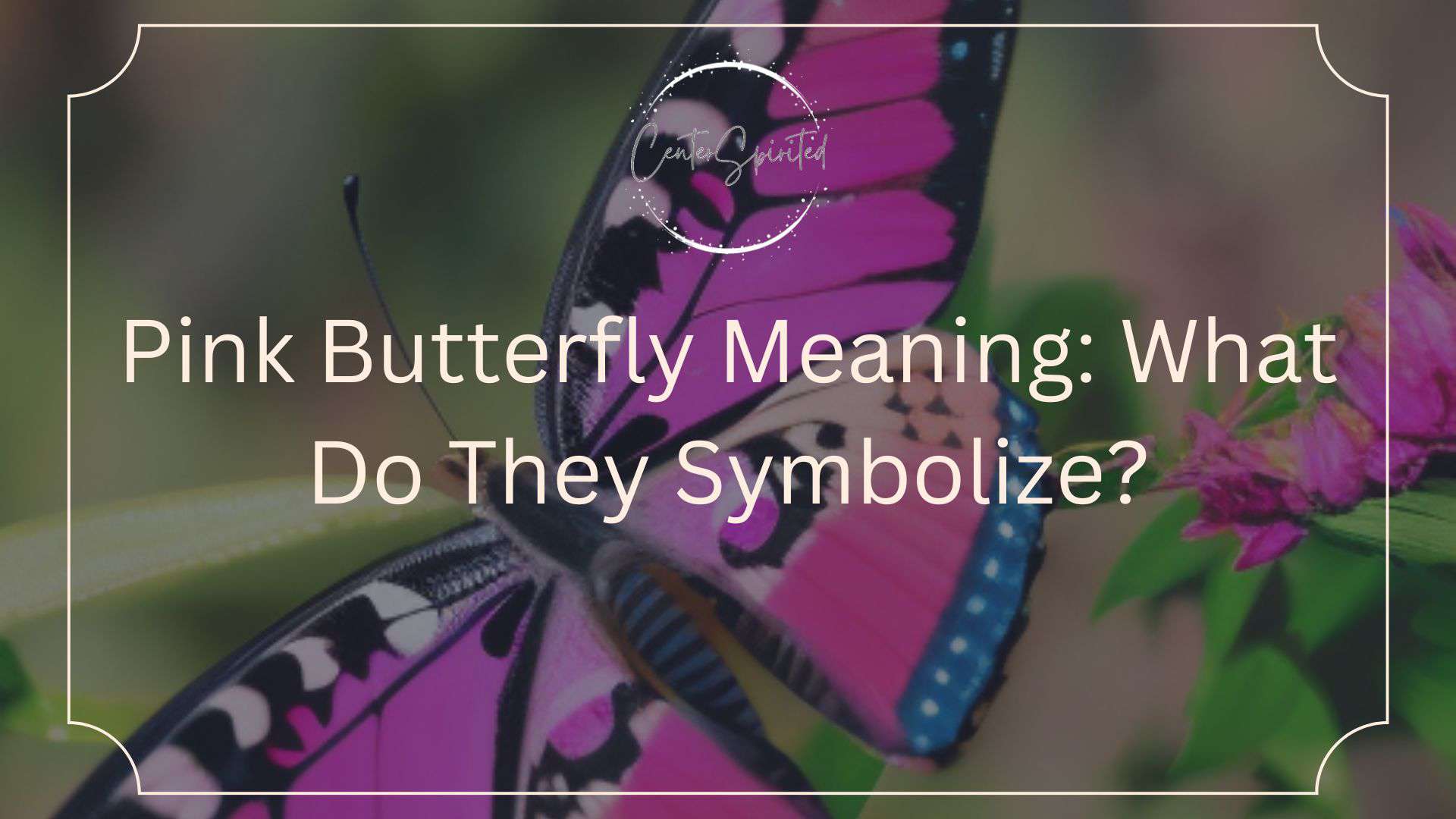 how-to-say-butterfly-in-spanish-what-is-the-meaning-of-mariposa