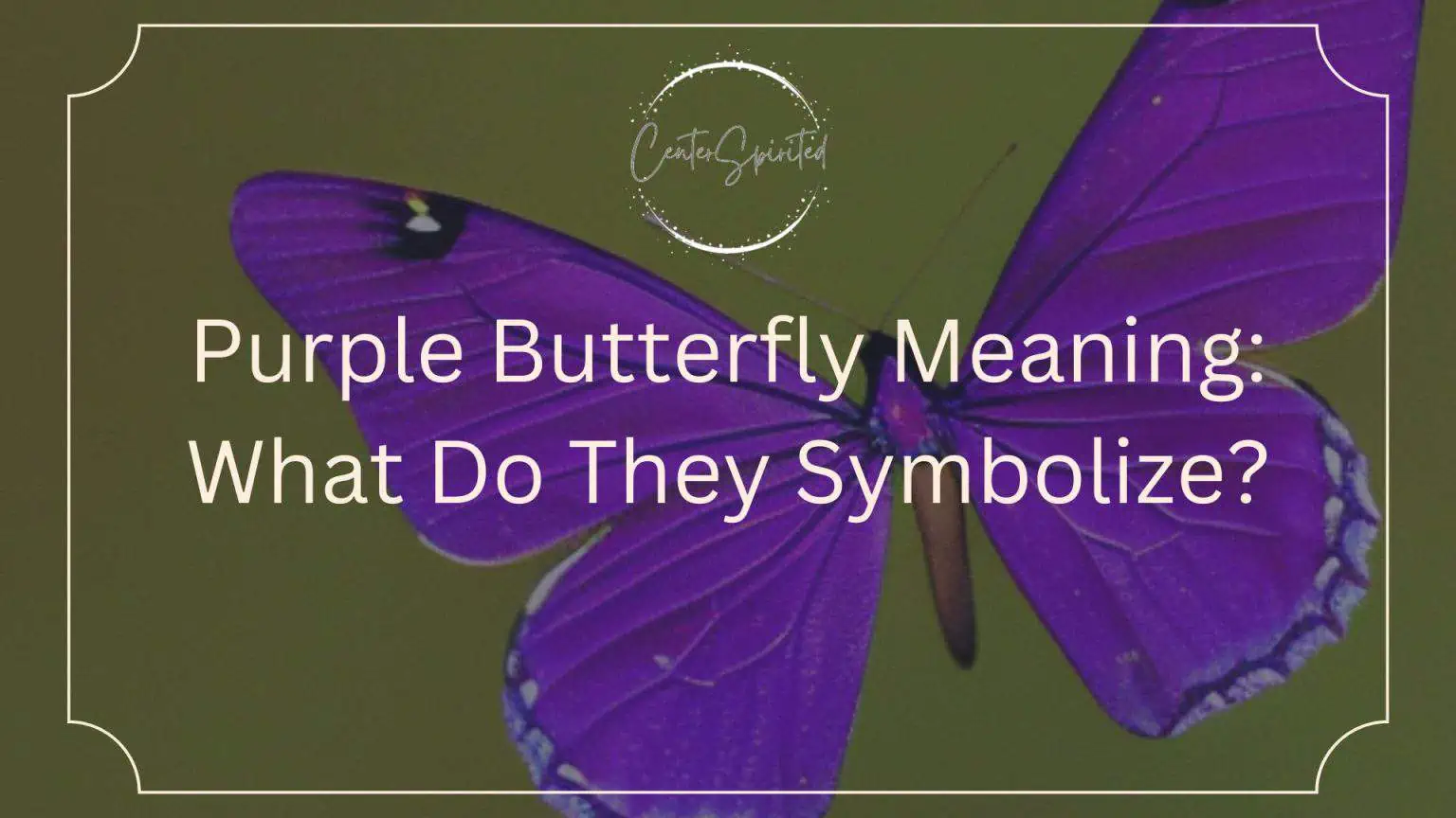 Purple Butterfly Meaning What Do They Symbolize?