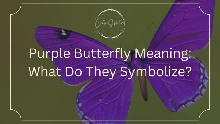 Purple Butterfly Meaning: What Do They Symbolize?