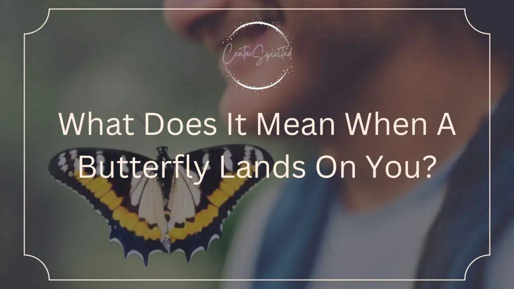 What Does It Mean When A Butterfly Lands On You?