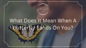 What Does It Mean When A Butterfly Lands On You?