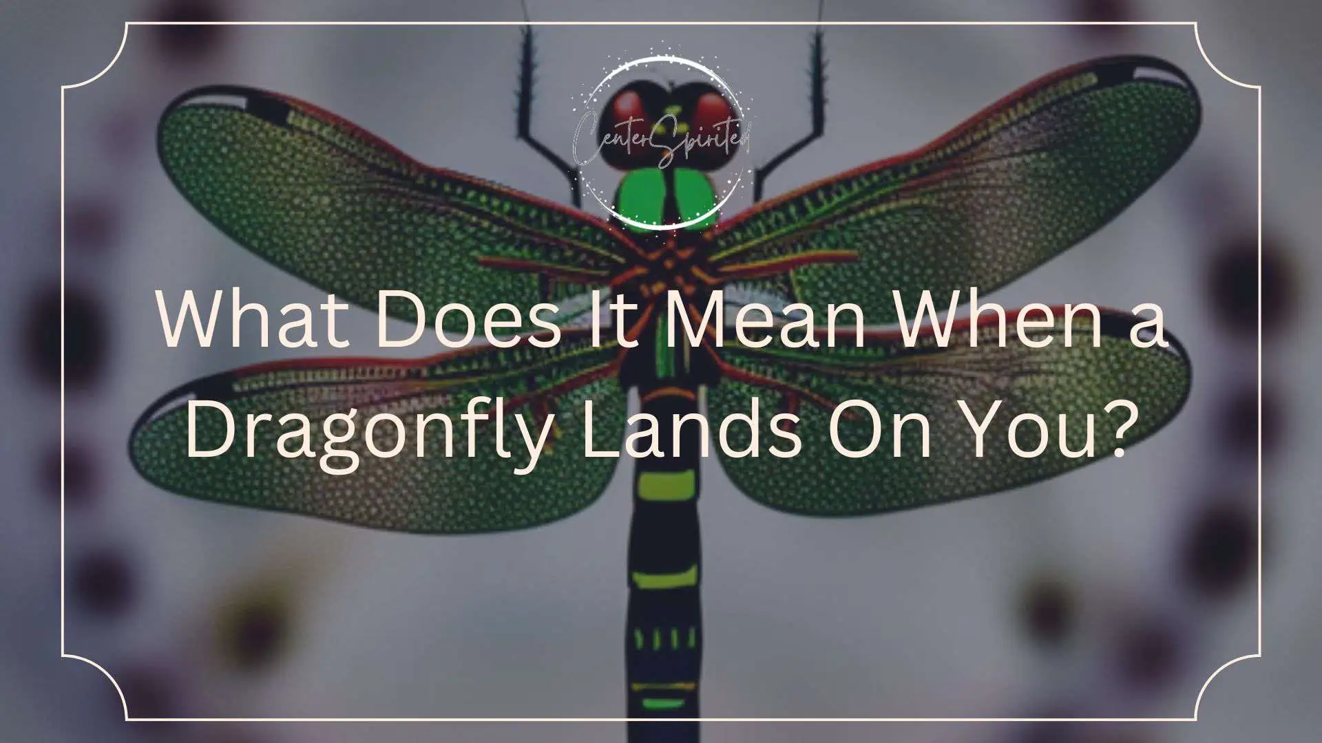 what-does-it-mean-when-a-dragonfly-lands-on-you-14-spiritual-meanings