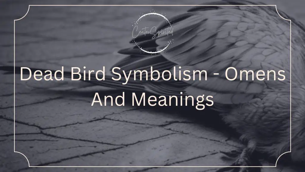 Dead Bird Symbolism And Omens 6 Spiritual Meanings