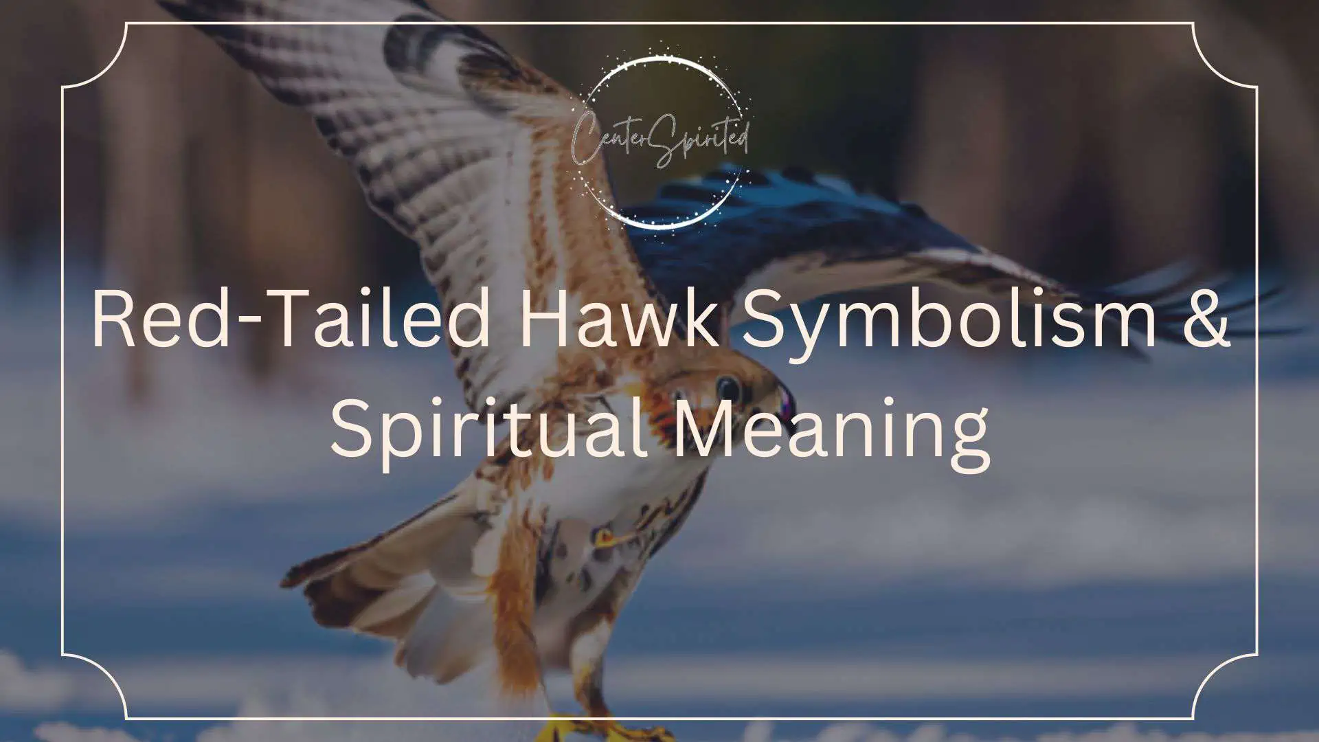 Red-Tailed Hawk Symbolism & Spiritual Meaning