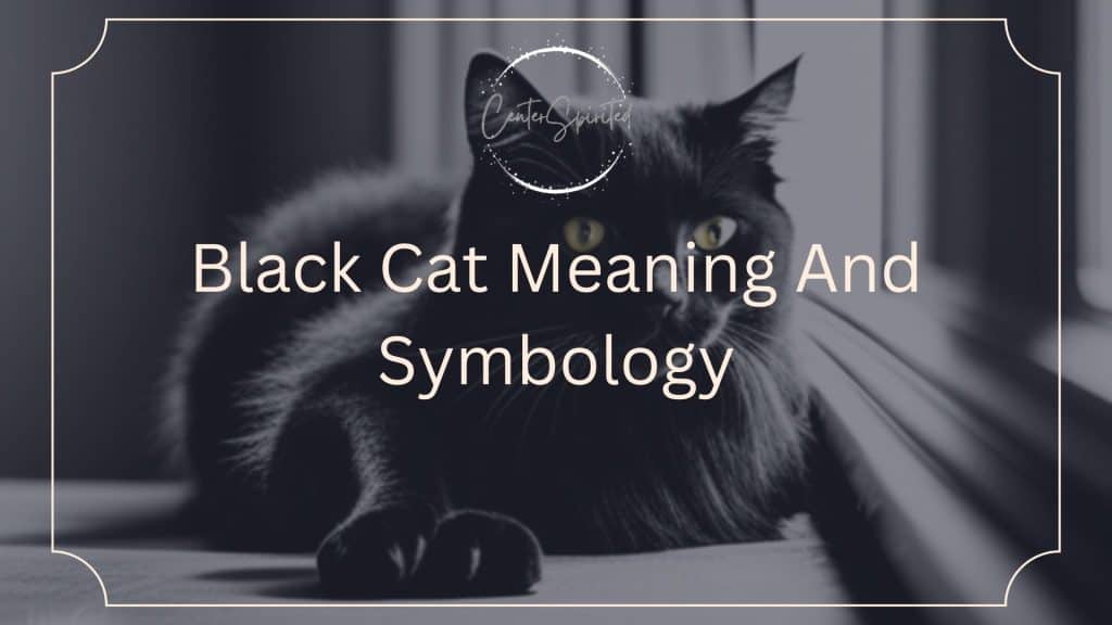 Black Cat Meaning And Symbology
