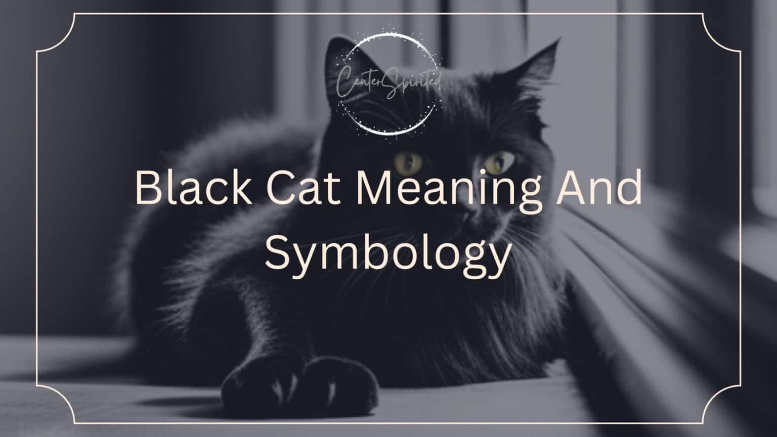 Black Cat Meaning And Symbology