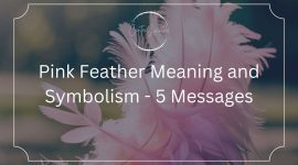 Pink Feather Meaning and Symbolism – 5 Messages