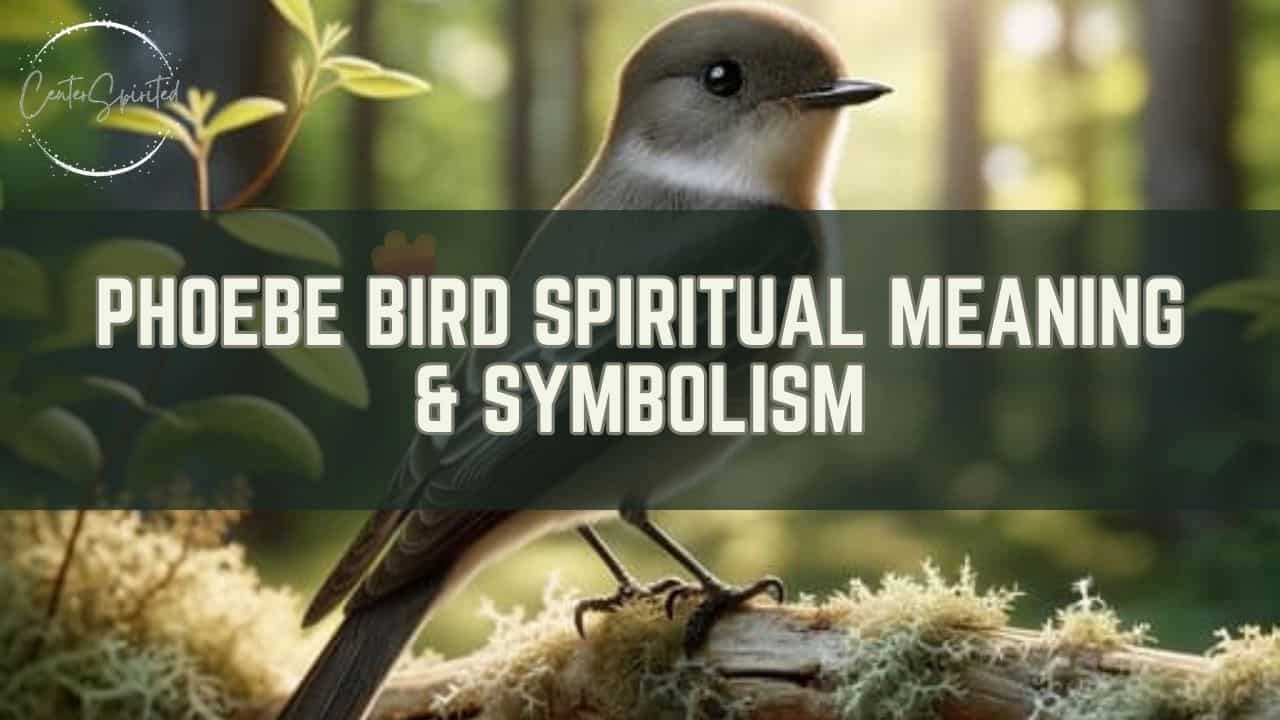 Phoebe Bird Spiritual Meaning & Symbolism (spirit Animal)